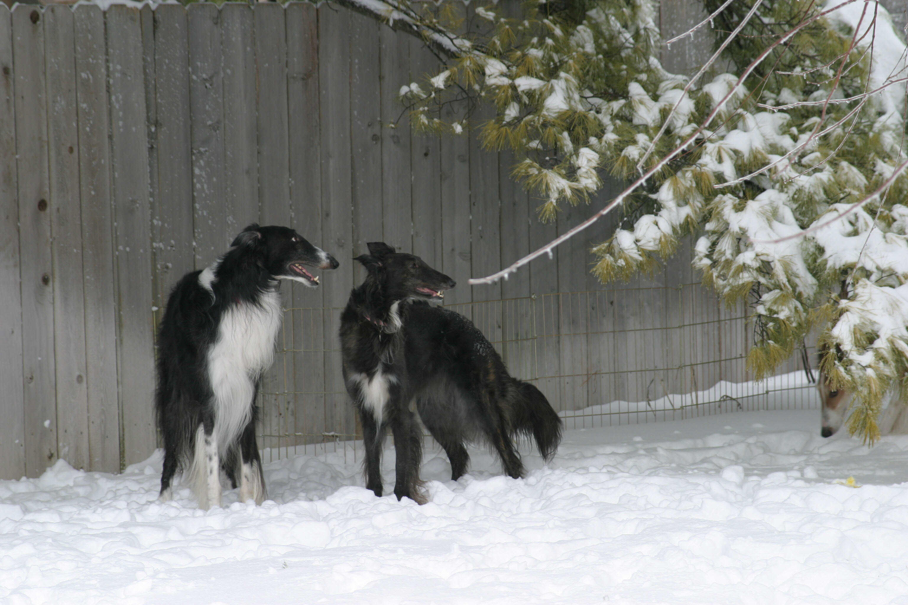 Syrus and Stryx in snow 2009